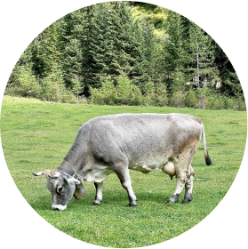 cow picture